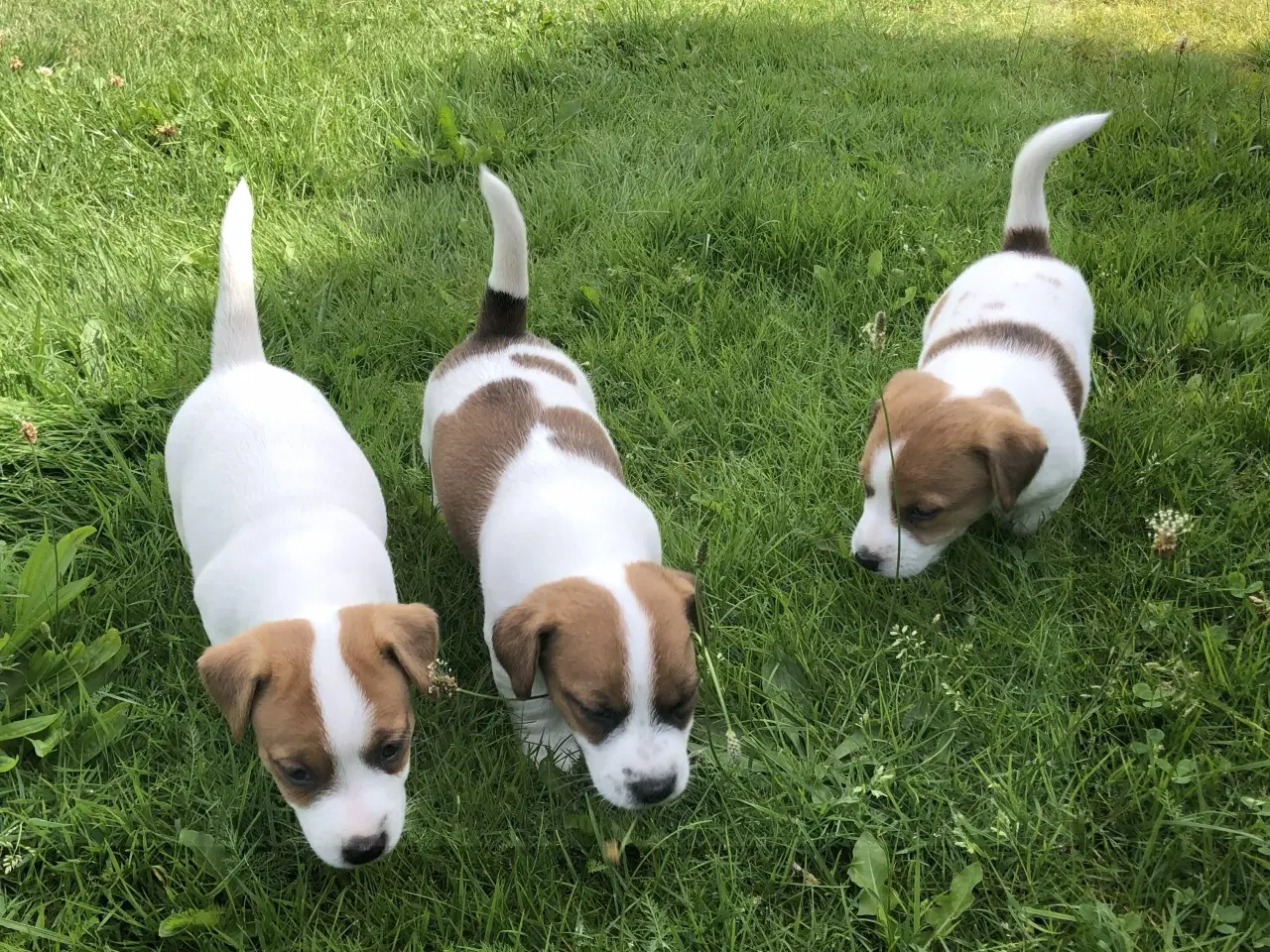 Billede 4 - Jack Russell Terrier