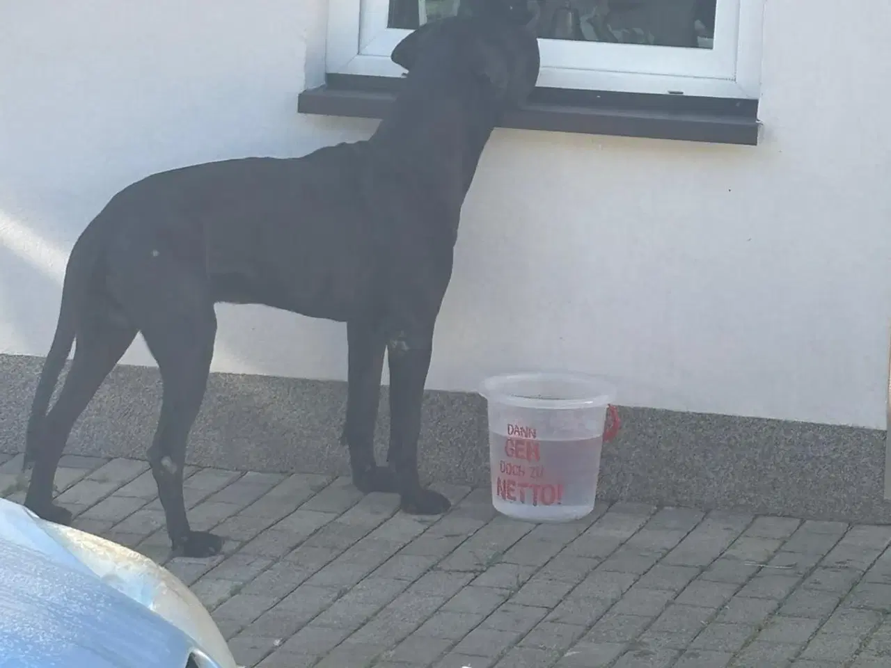 Billede 6 - Små grand danois hundehvalp 