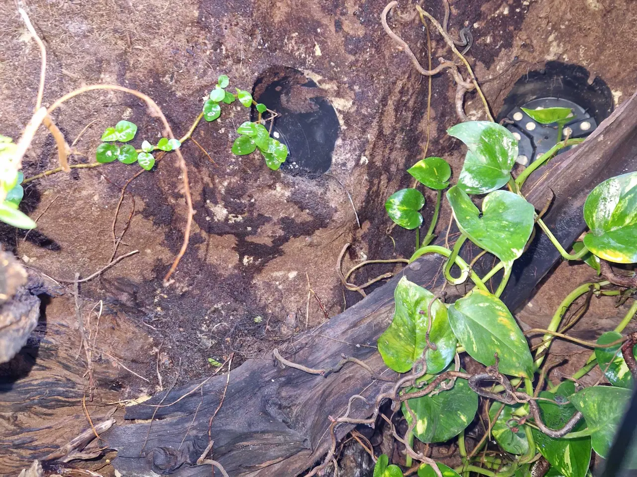 Billede 3 - Terrarie