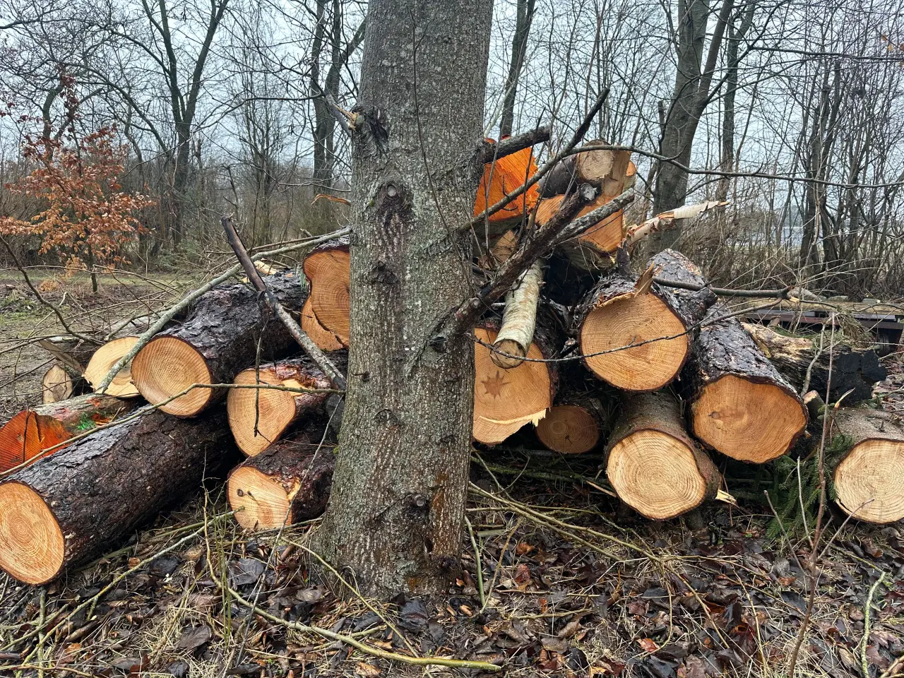 Billede 3 - Nyskovet fyrretræ, blandet træ 