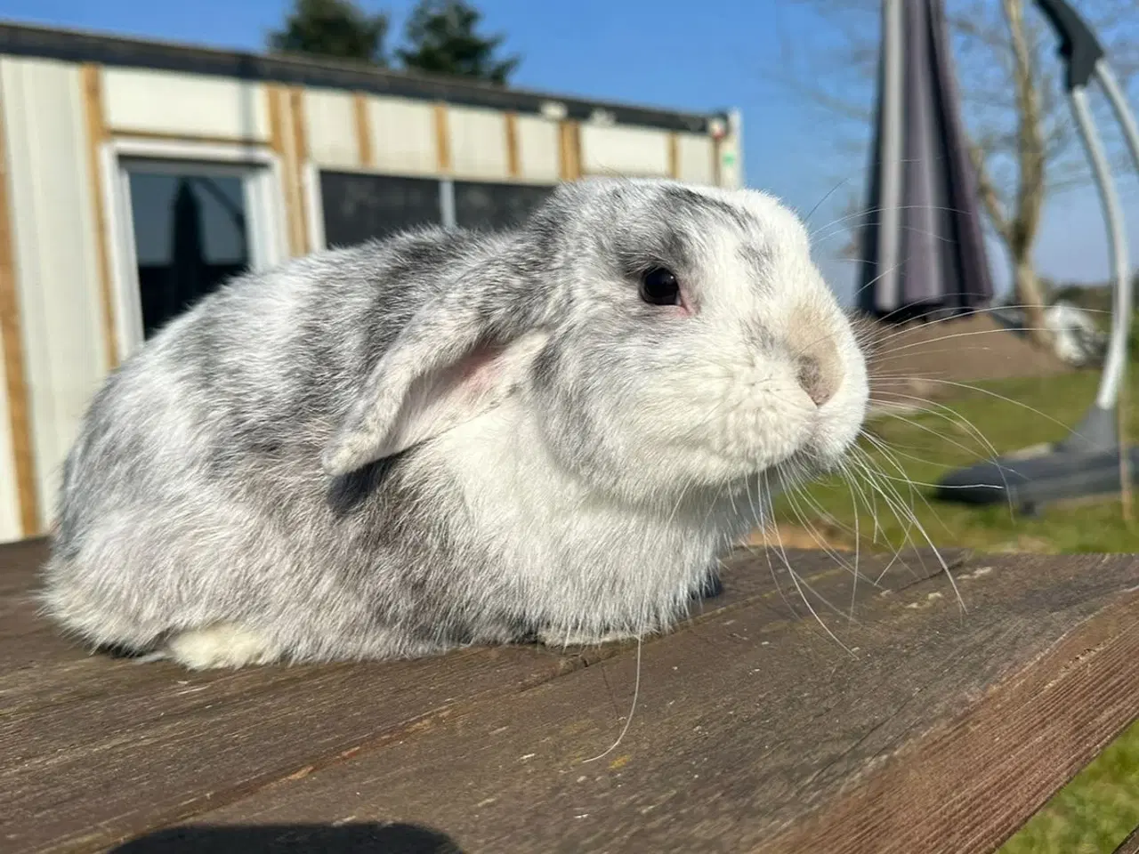 Billede 2 - En nuttet kaninunge sælges
