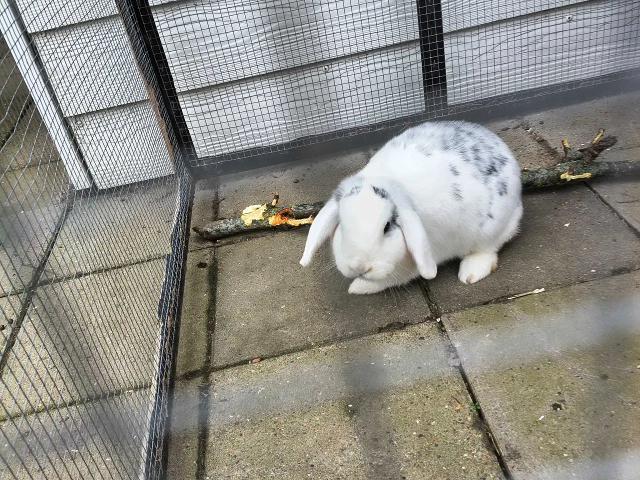 Billede 1 - Dværg vædder 