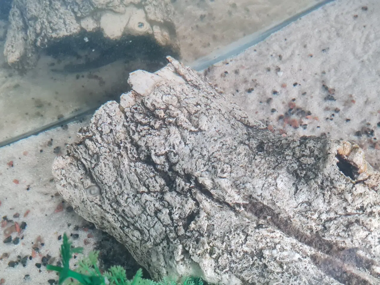 Billede 4 - 3 Axoleter med akvariet med tilbehør
