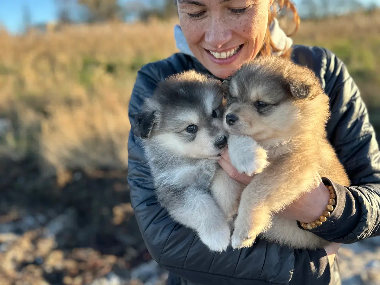 Billede 9 - Finske Lapphundehvalpe søger nye, kærlige hjem