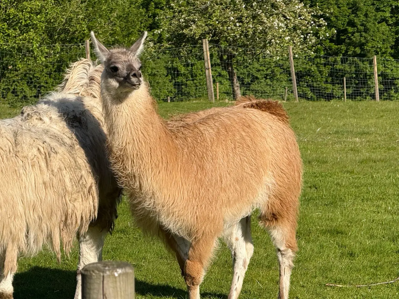 Billede 2 - Lama han 1 1/2 gammel