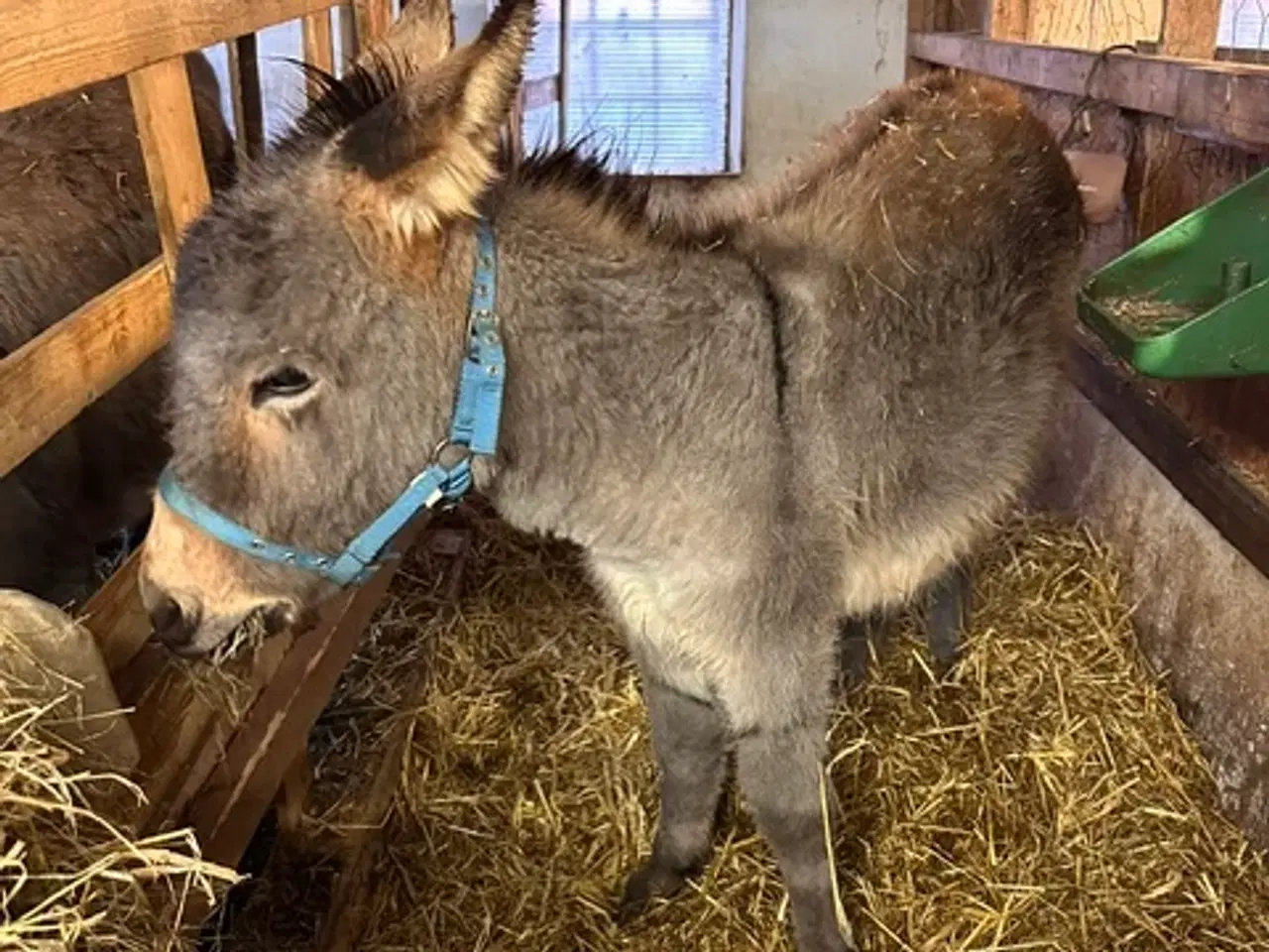 Billede 2 - Æsel hingst til salg