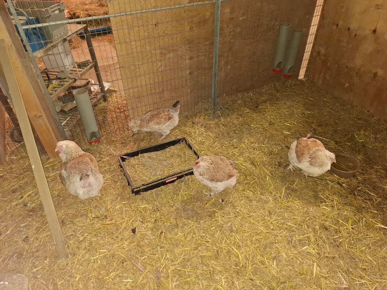 Billede 1 - Favorolles høner