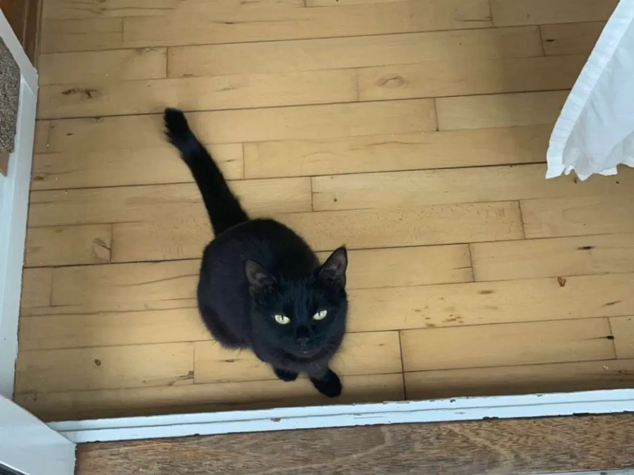 Billede 1 - Kat søger øjeblikkeligt nyt hjem 