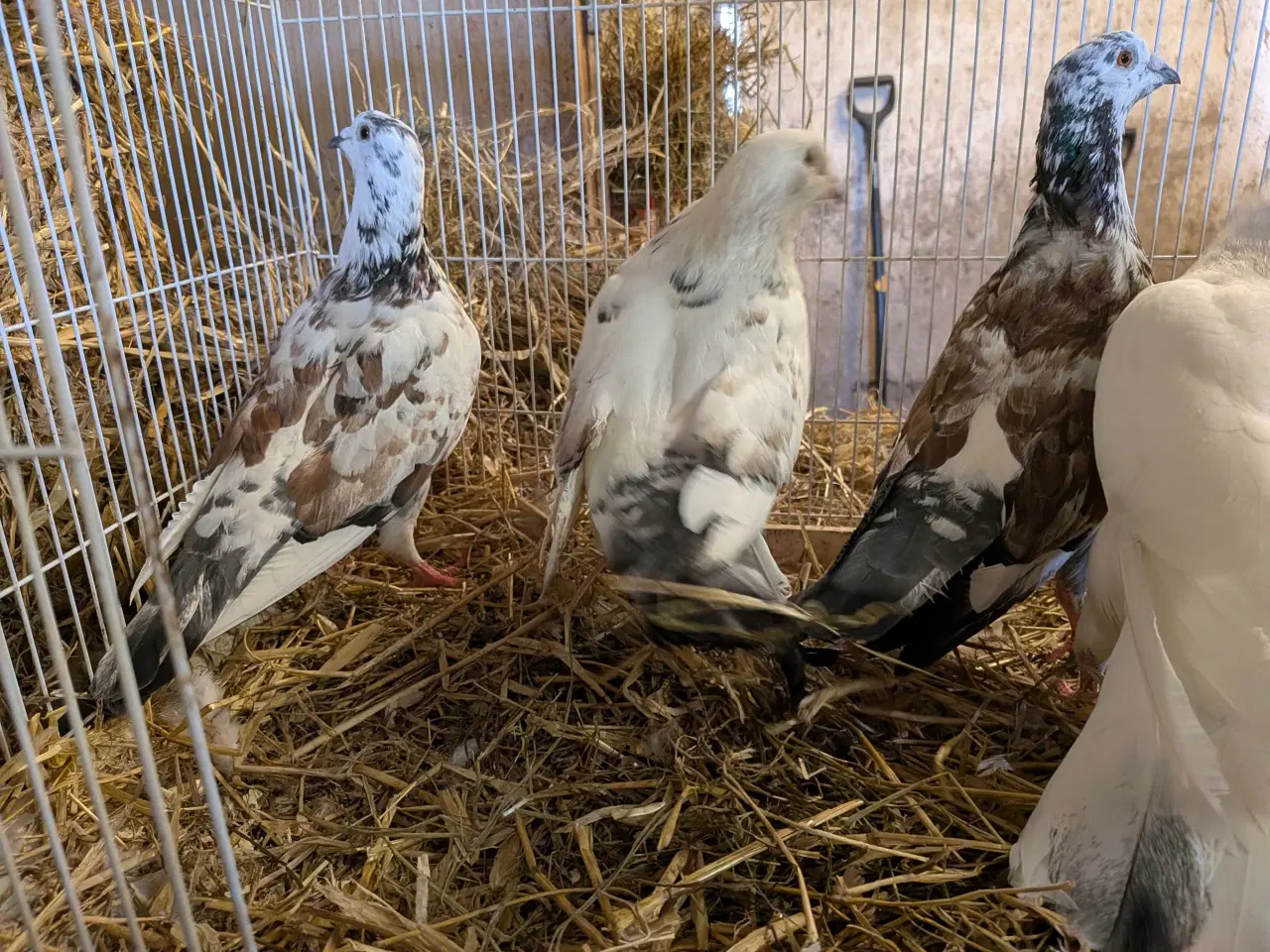 Billede 1 - 10 krydsning duer