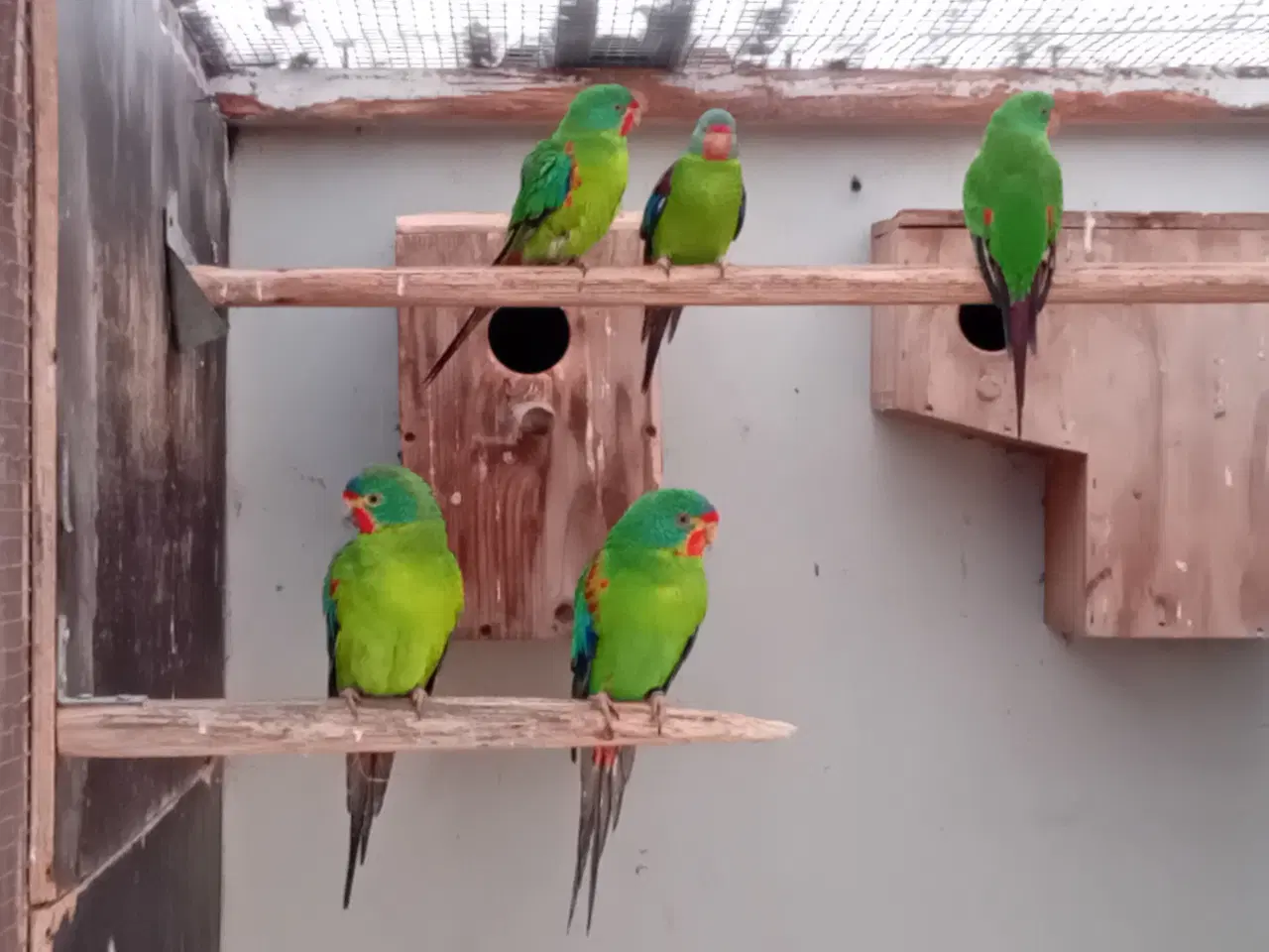 Billede 2 - 3,0 Svale Parakit.