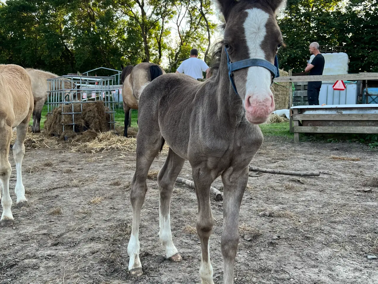 Billede 5 - Welsh cob 