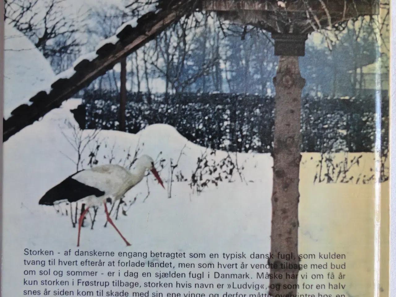Billede 2 - Storken i Frøstrup  :