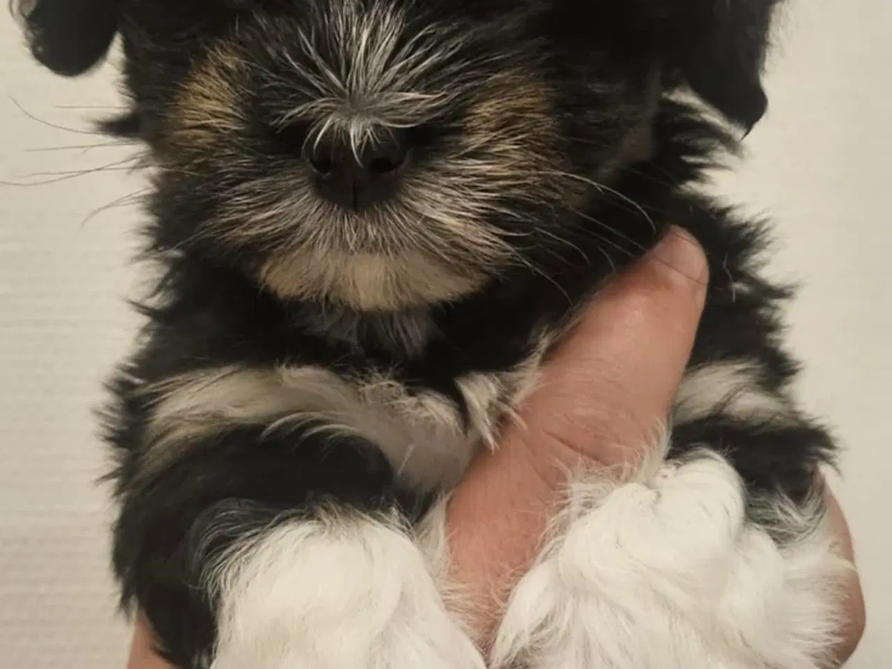 Billede 9 - Bishon havanaise tæve med DKK plus stamtavle 