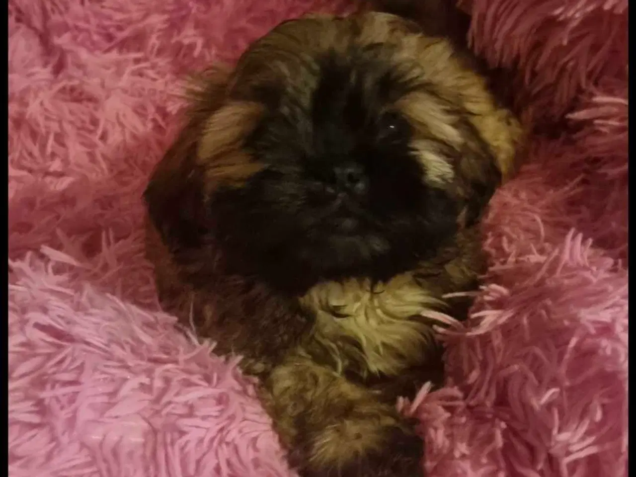 Billede 5 - Smuk dreng tilbyder parring