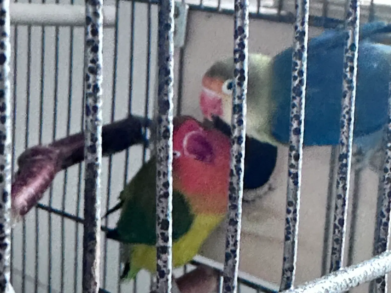 Billede 6 - Smukke og rolige dværgpapegøjer sælges med alt uds