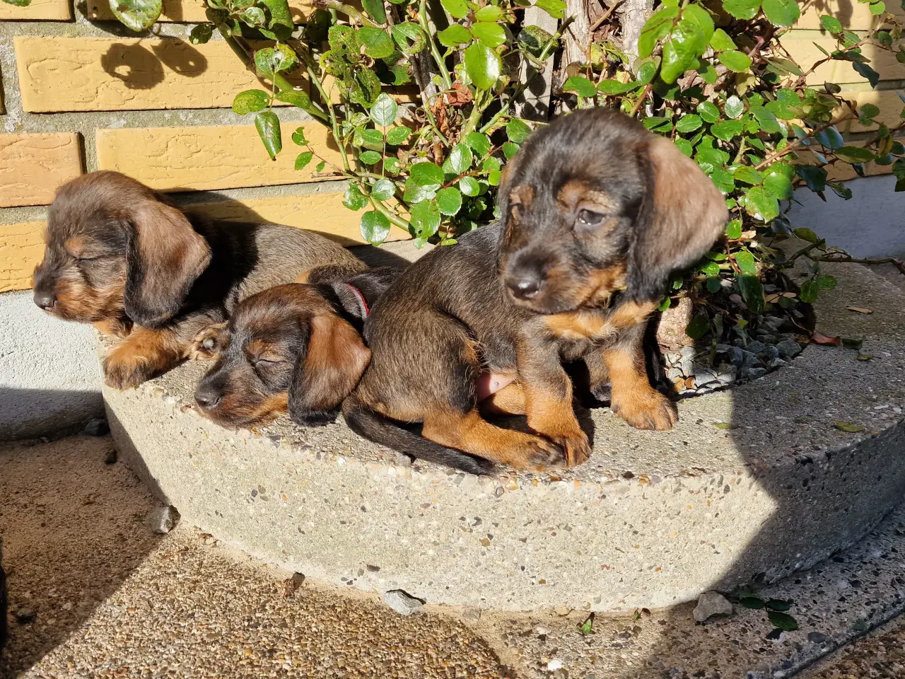 Billede 6 - Ruhårdet standard vildfarvet gravhund