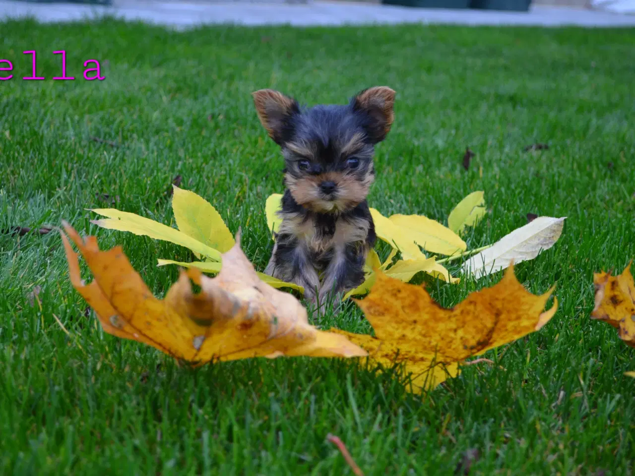 Billede 3 - Skønne Yorkshire Terrier hvalpe til salg!