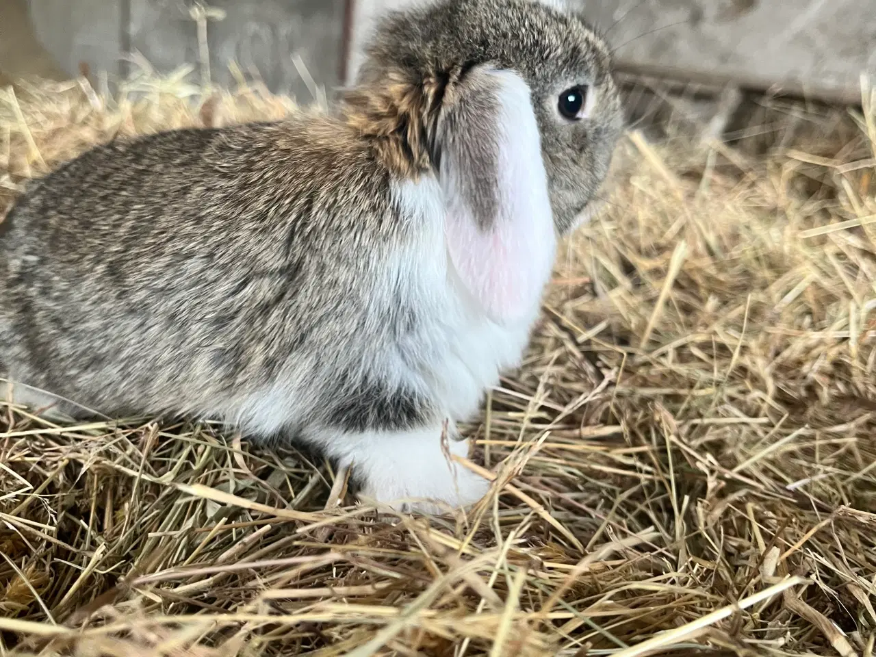 Billede 10 - Minilop på 8 uger 