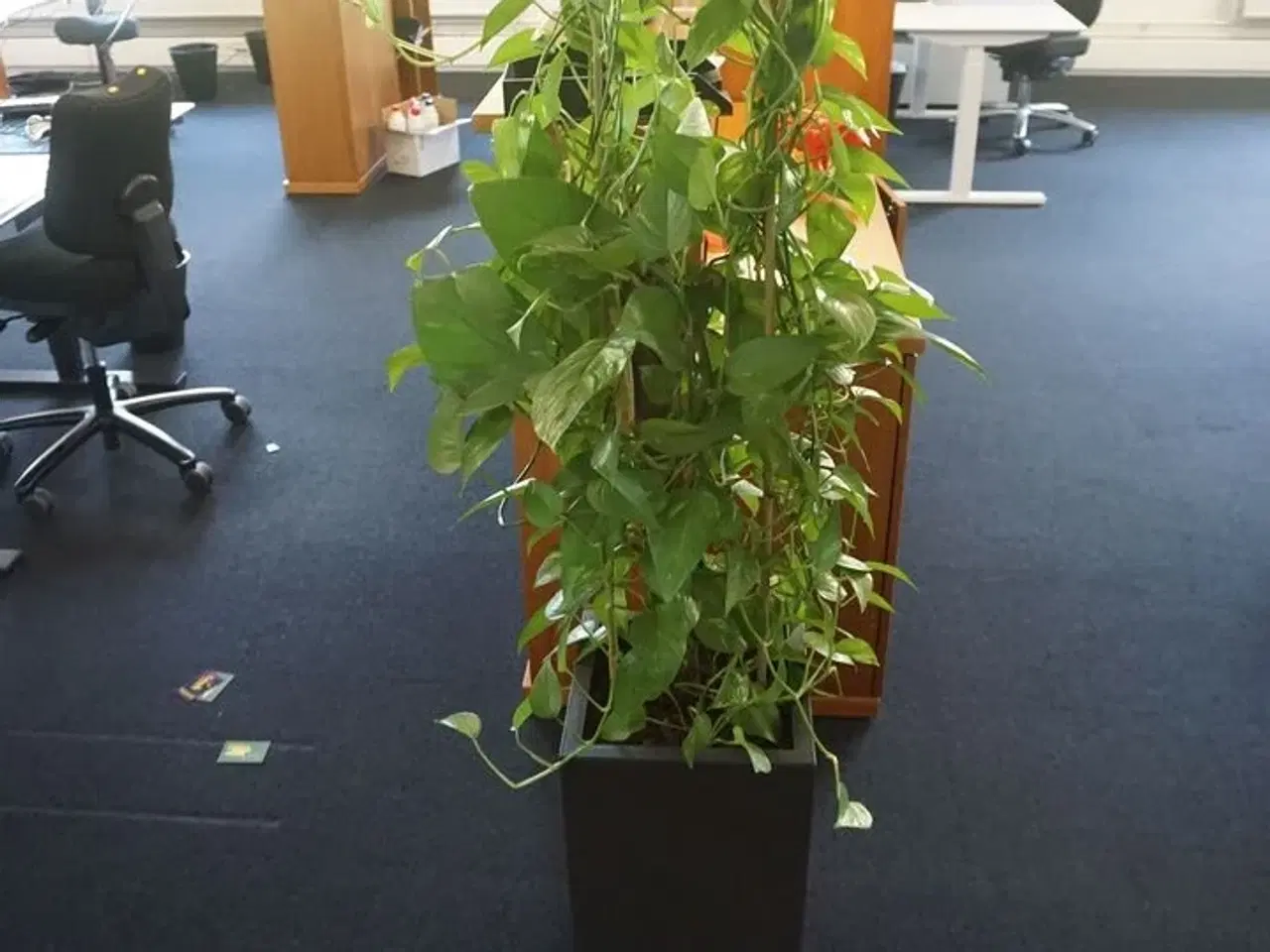 Billede 2 - 2 stk. planter