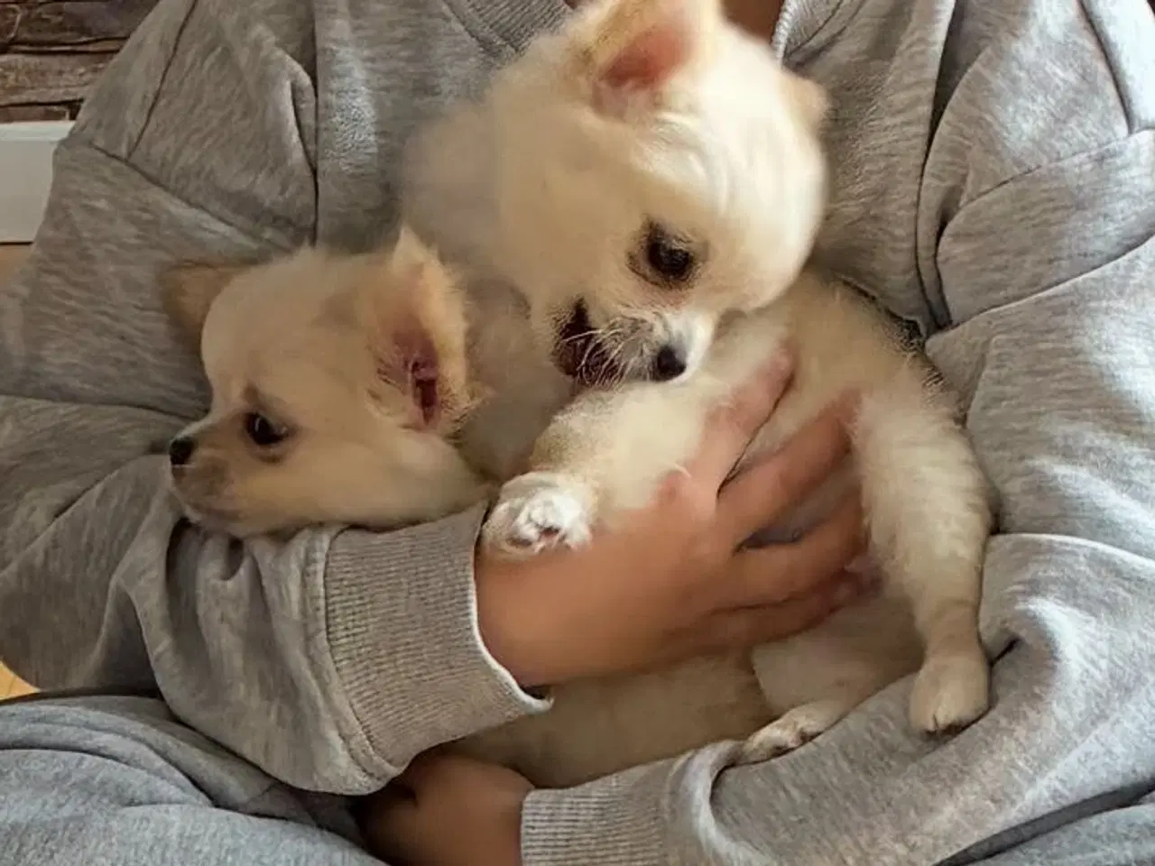 Billede 2 - Chihuahua/pomeranian