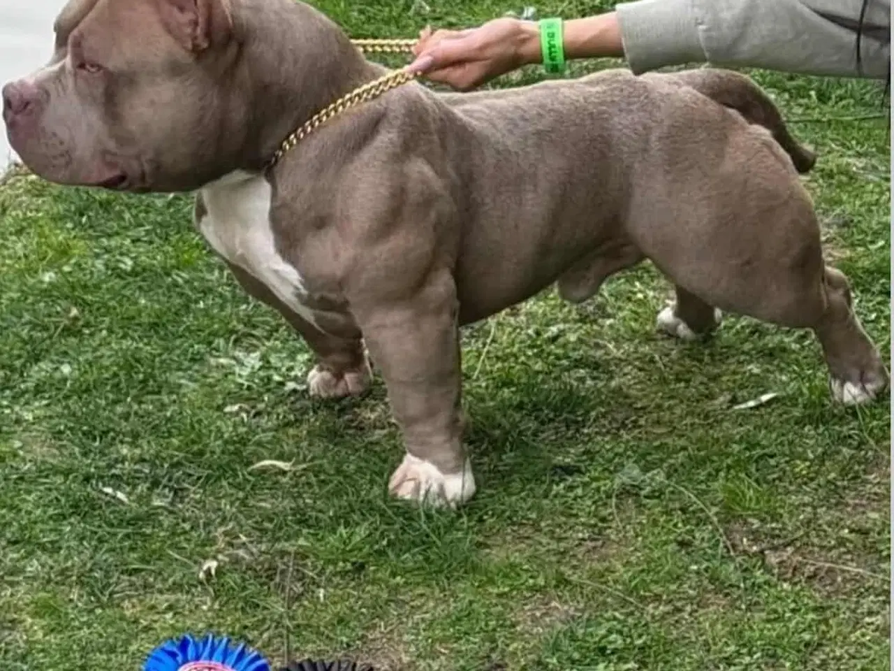 Billede 2 - 🏆Topkvalitets American Bully hanhvalp 