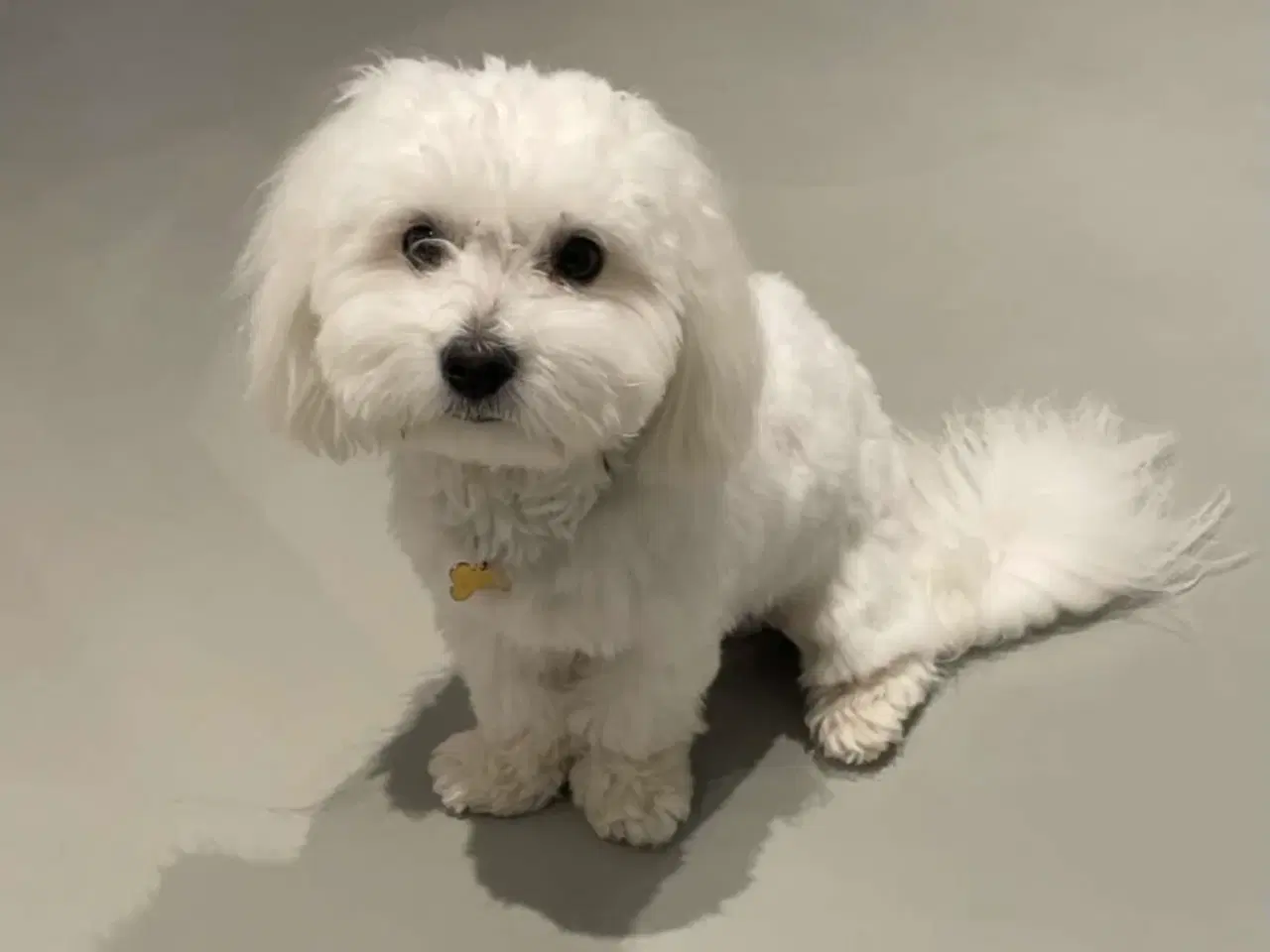 Billede 4 - Coton de tulear Huxi tilbydes til avl