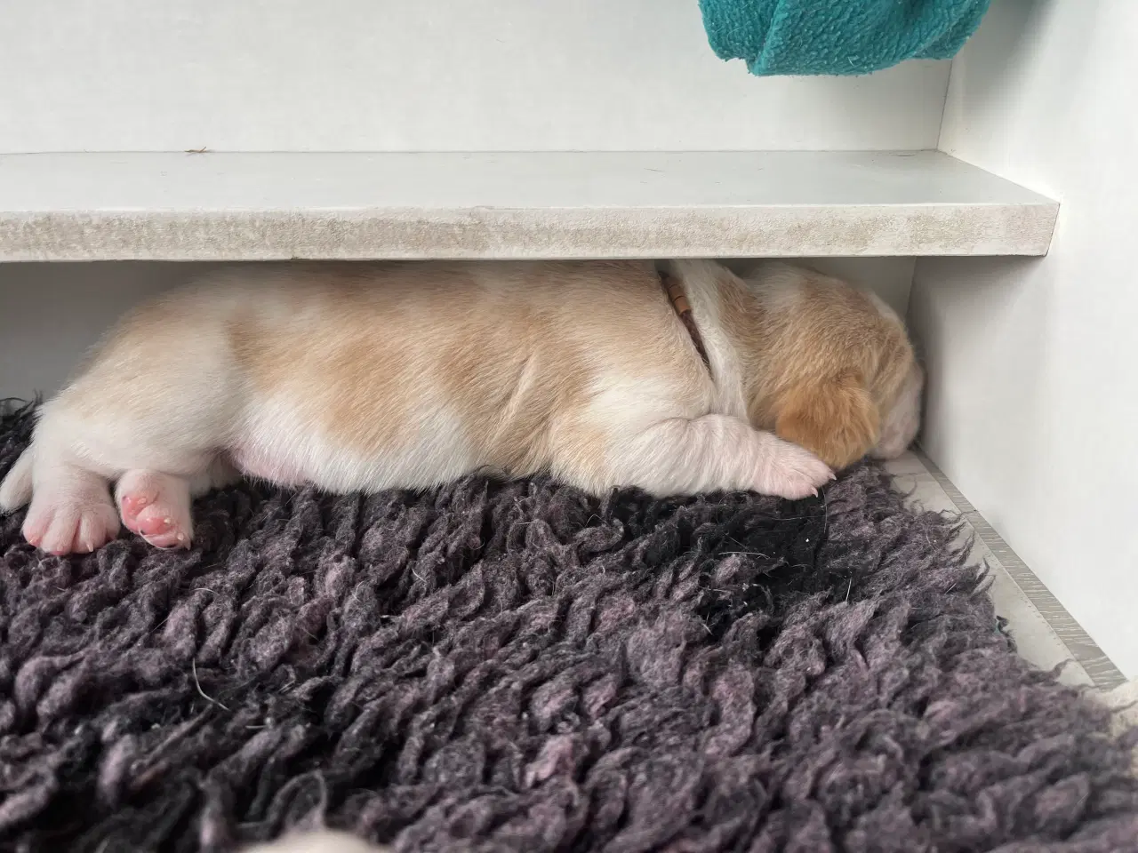 Billede 9 - Hvalpekasse fødekasse hund