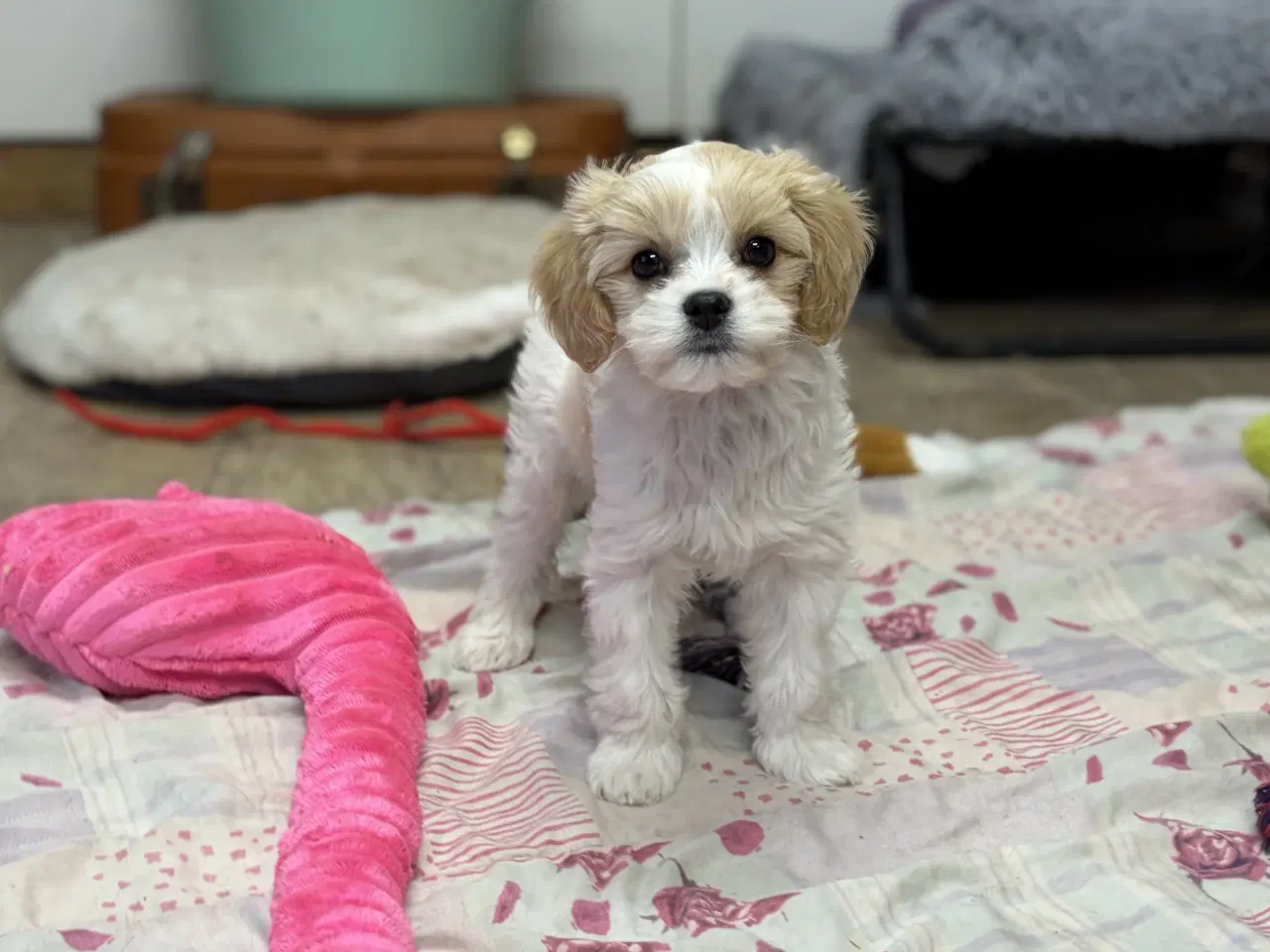 Billede 12 - Den smukkeste Mini Cavapoo pige 