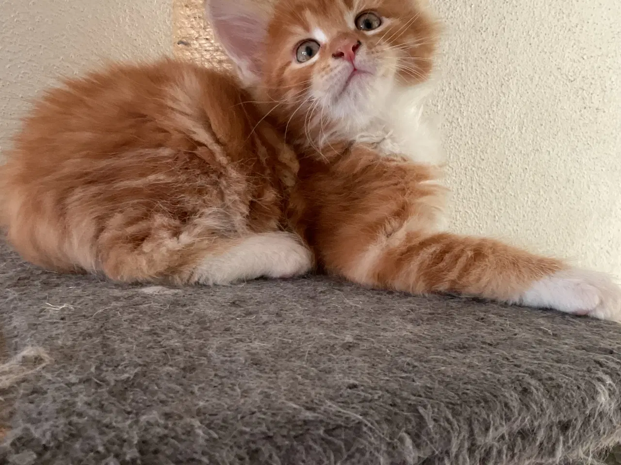 Billede 8 - Maine coon killinger  