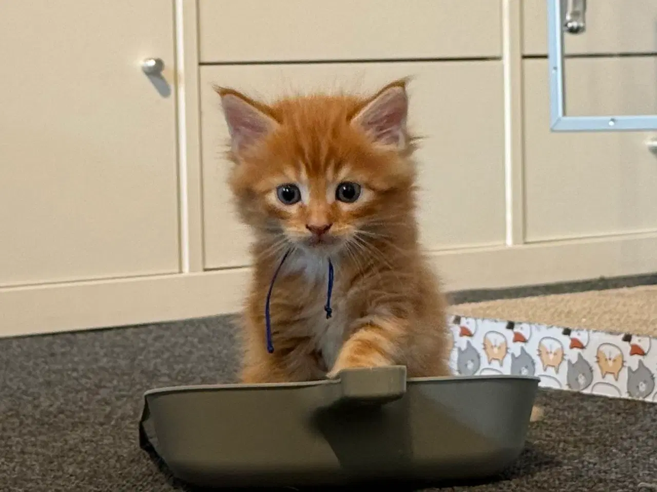 Billede 6 - Maine coon killinger uden tavle