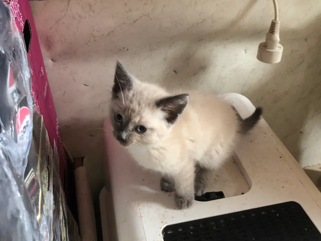 Billede 4 - 🐈Havl maincoon killing 