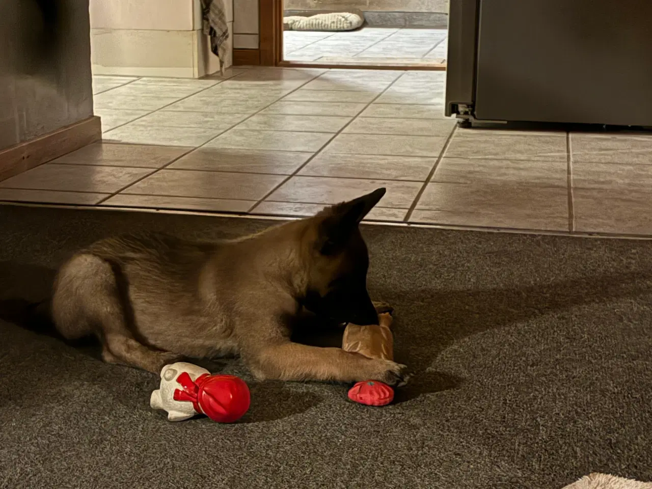 Billede 4 - Malinois hun hvalp