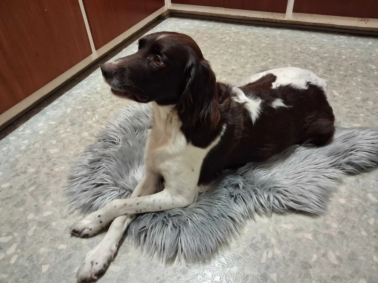 Billede 7 - kleine münsterländer Hvalpe