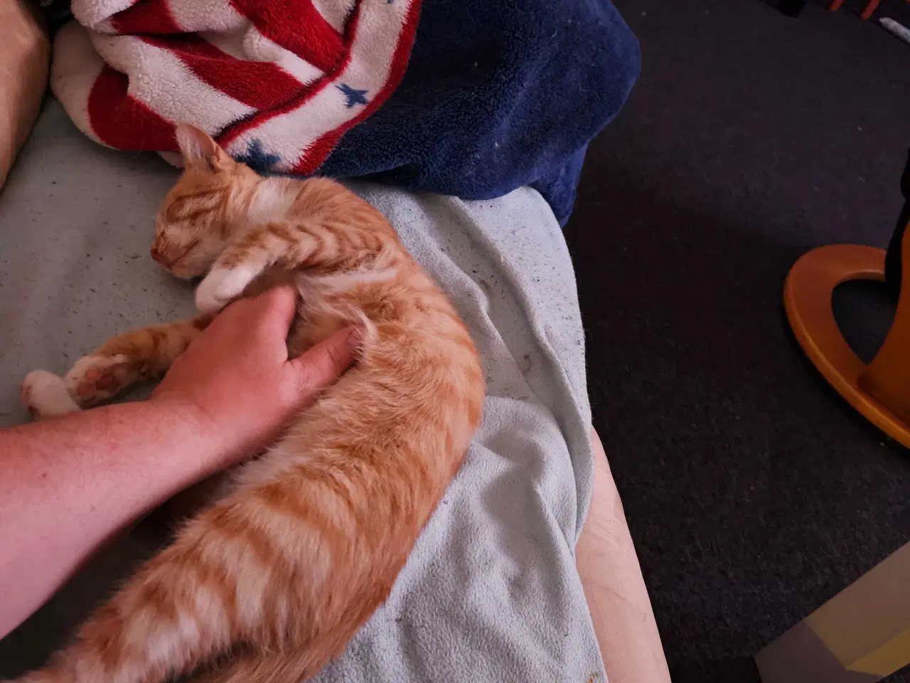 Billede 3 - Rød hun kat