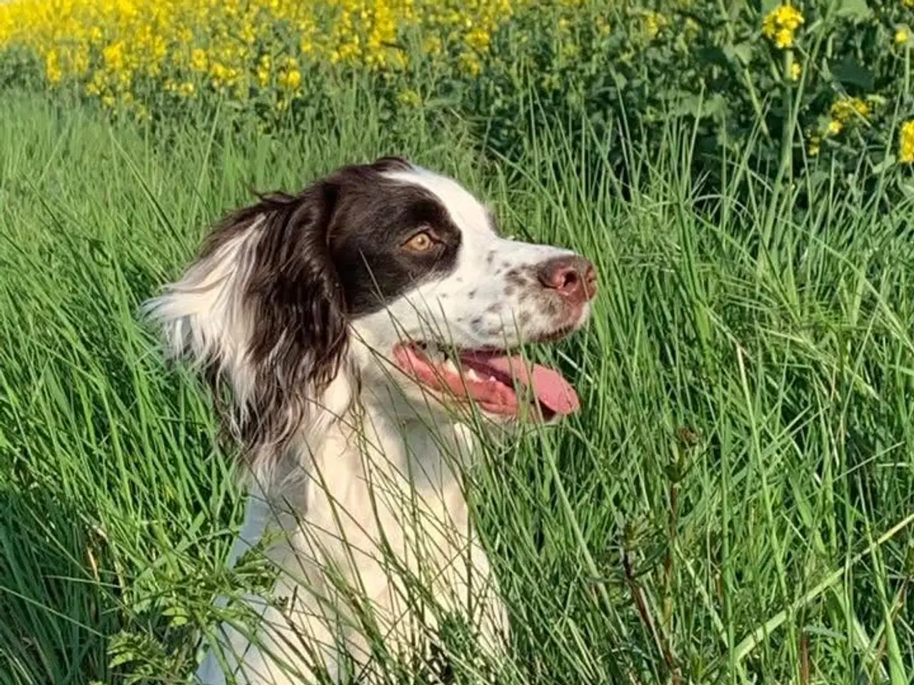 Billede 6 - FT Cocker Spaniel tæve med stamtavle