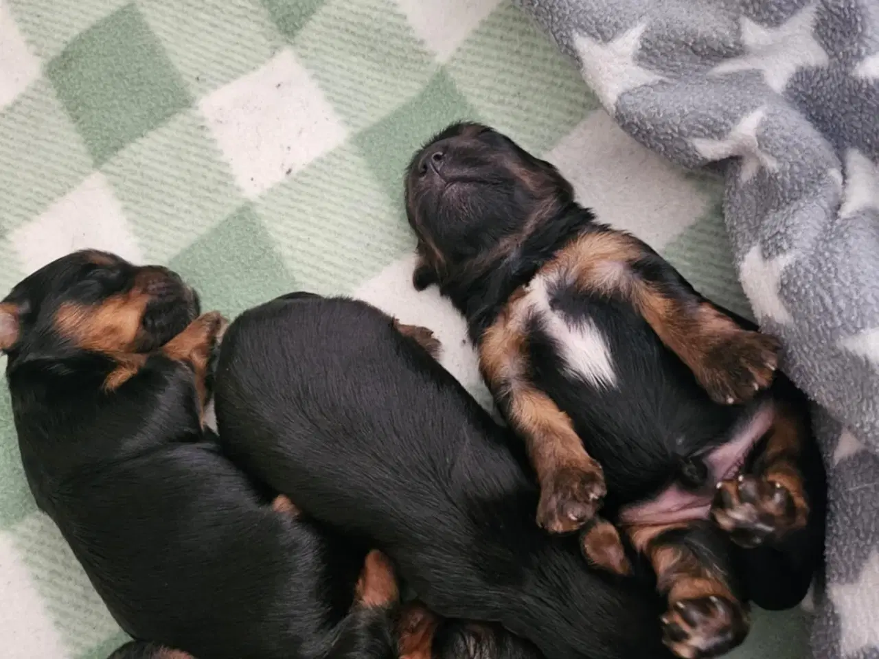 Billede 7 - 4 skønne Yorkshire Terrier hvalpe sælges 