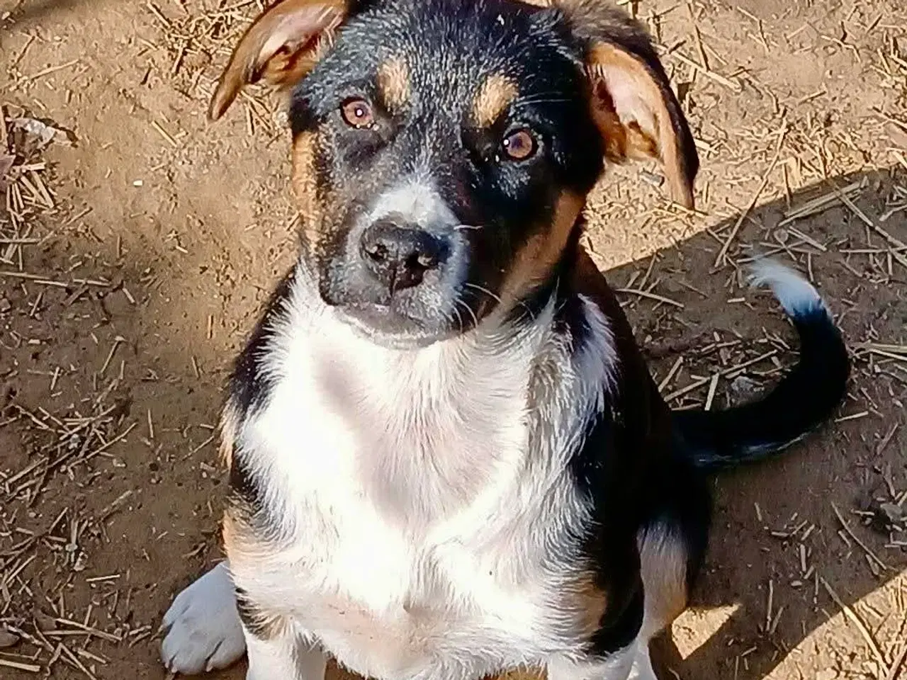 Billede 1 - Smukke Ally leder efter sin egen familie💝