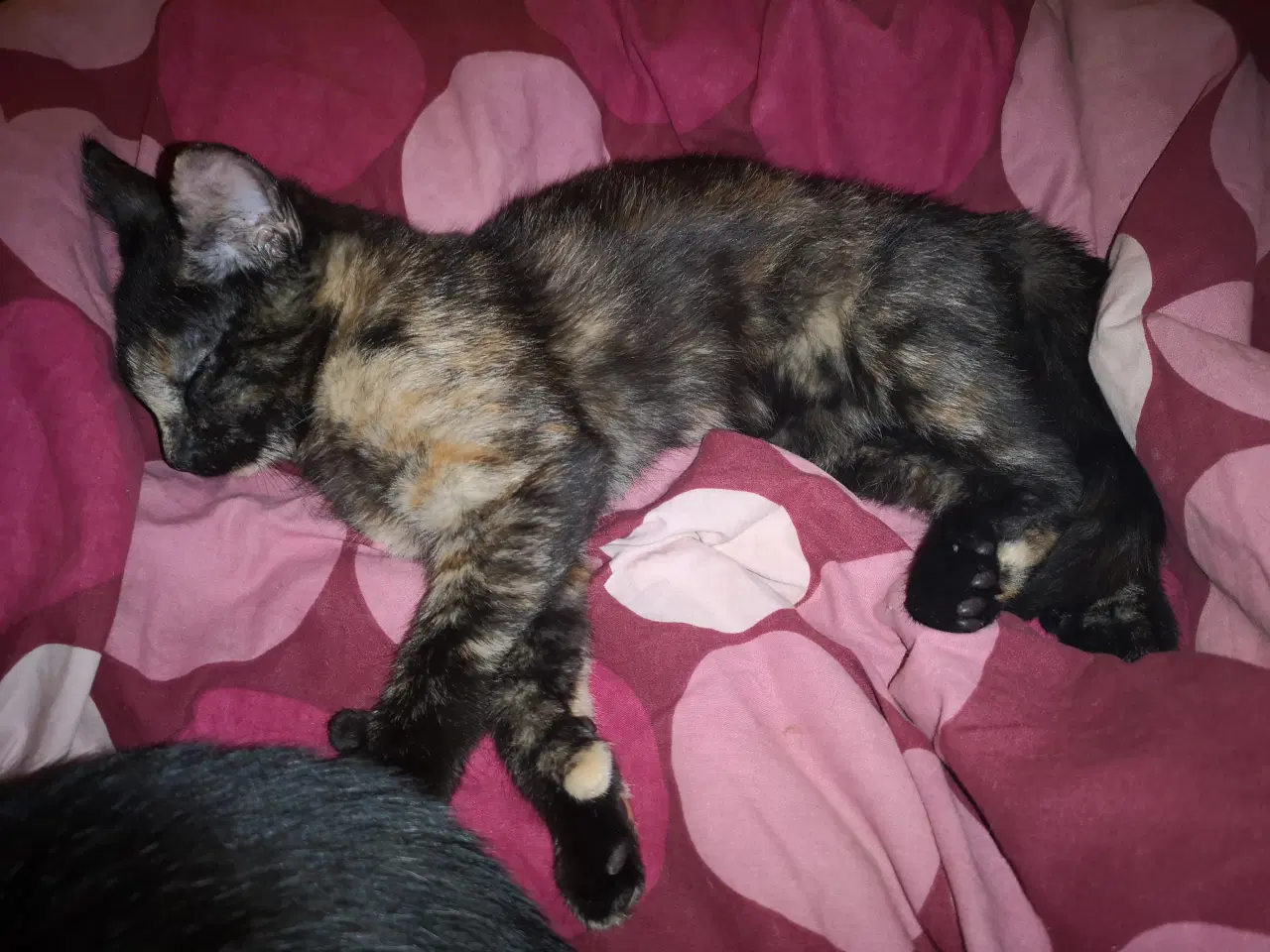 Billede 2 - 1dreng og 1pige tilbage. 