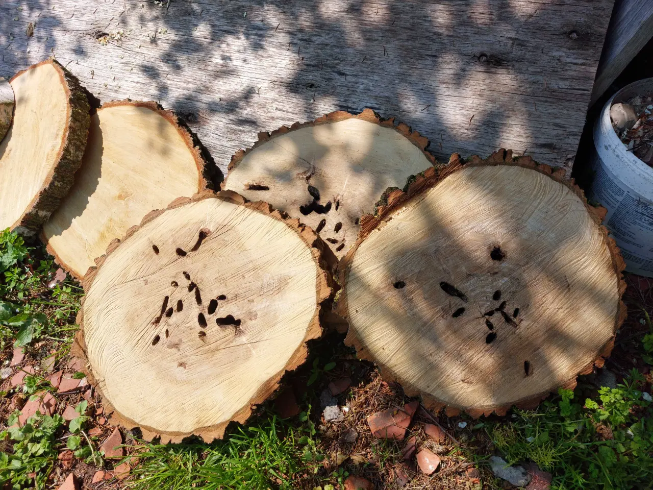 Billede 4 - Tørre træ skiver