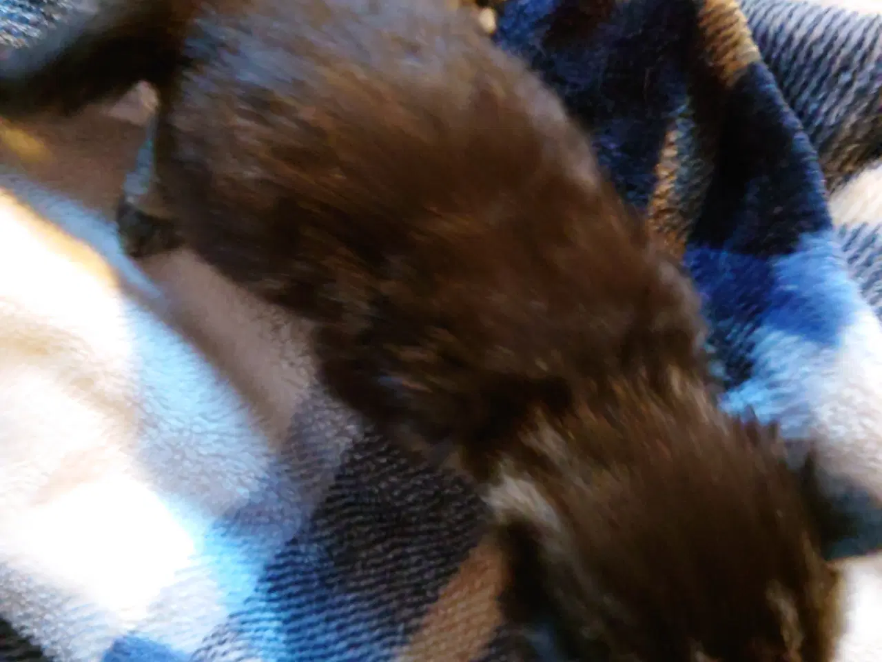 Billede 6 - Maine coon killing Far med tavle