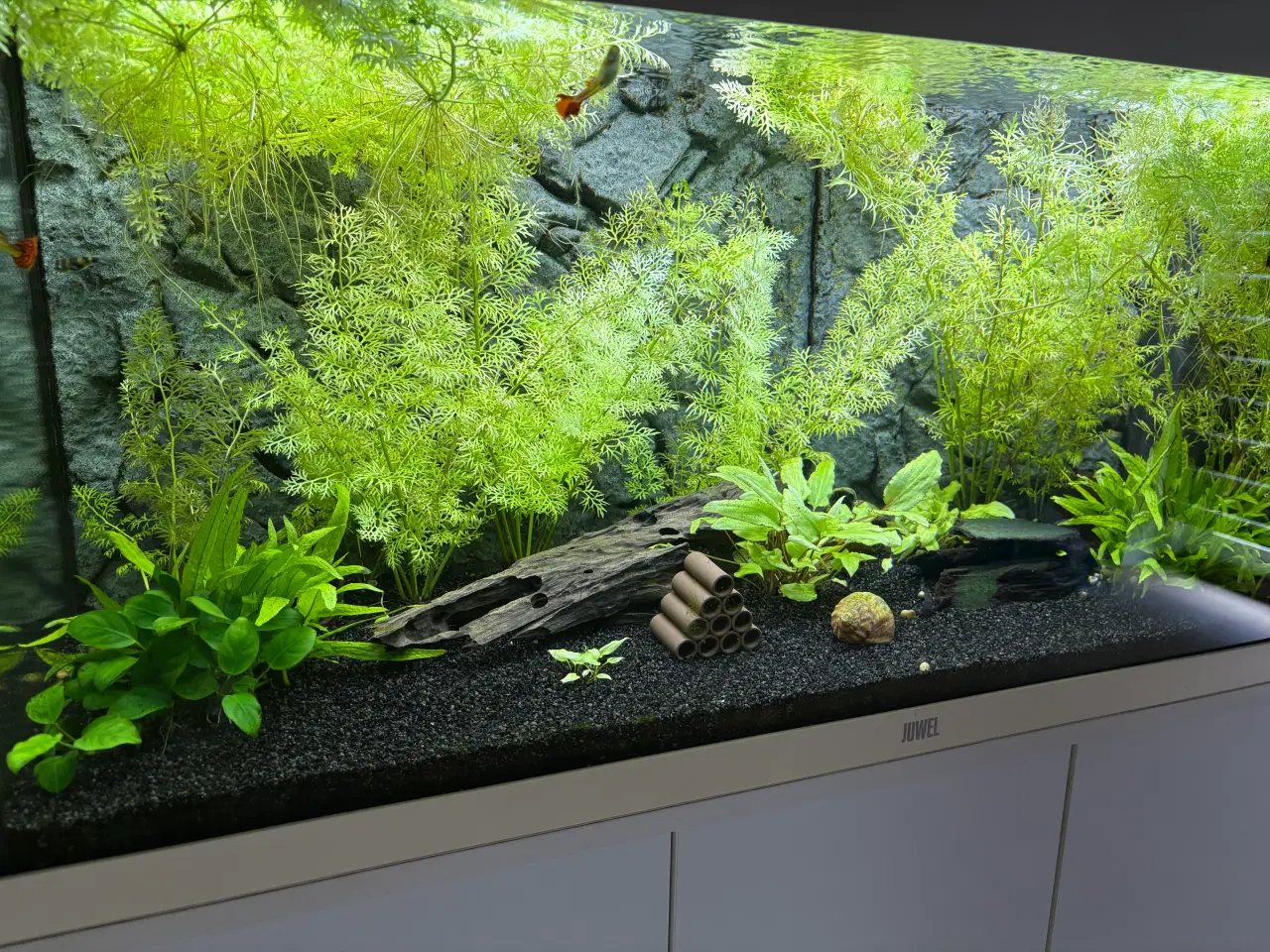 Billede 2 - Juwel Rio 180 L