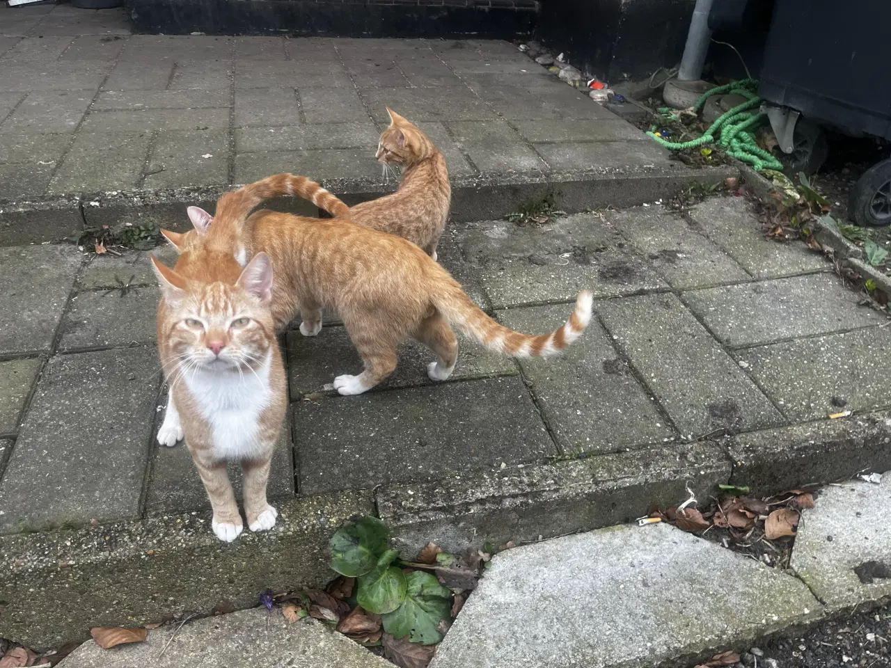 Billede 2 - Dejlige indendørskillinger -Afdrag muligt 