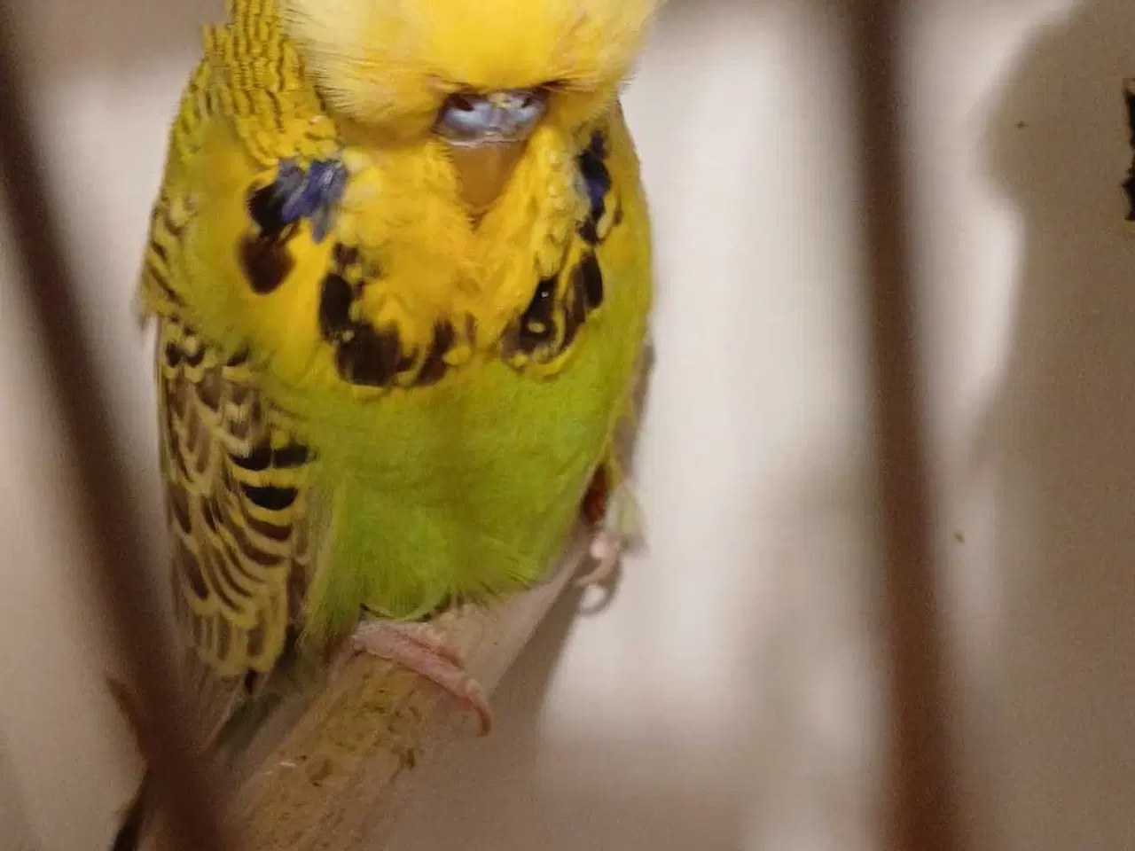 Billede 4 - Engelske undulater