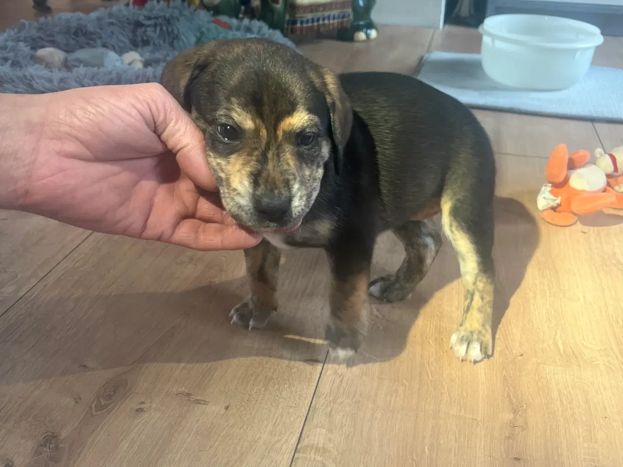 Billede 3 - Staffordshire bullterrier blandinger