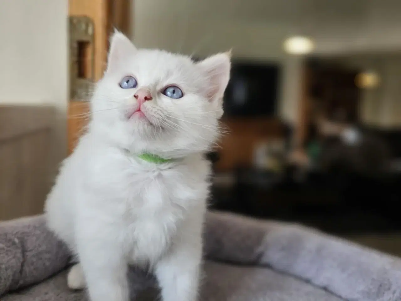 Billede 3 - Hellig birma/ragdoll blandinger 