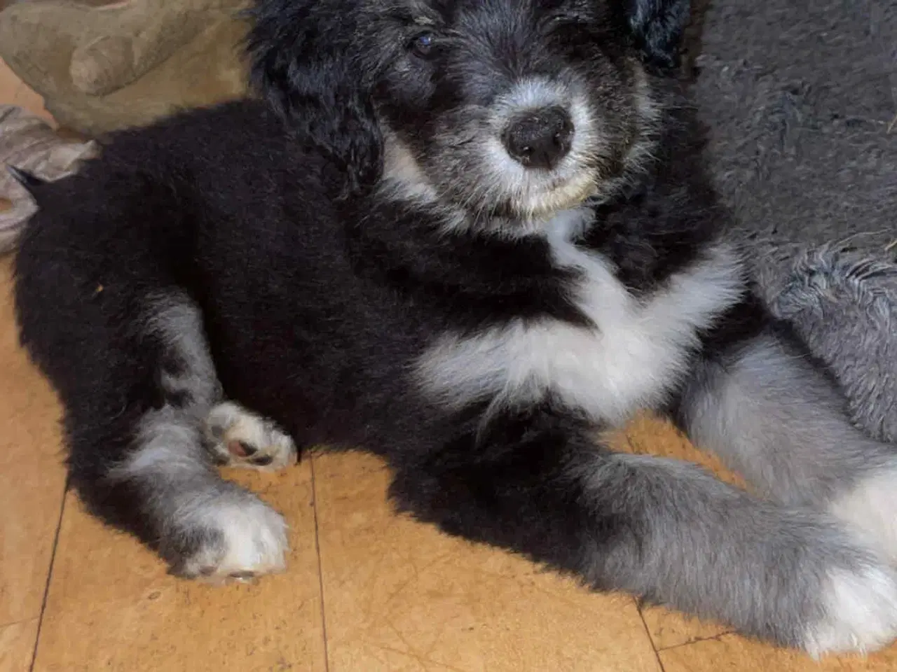 Billede 10 - Golden Doodle & Alaskan Malamute Hvalpe