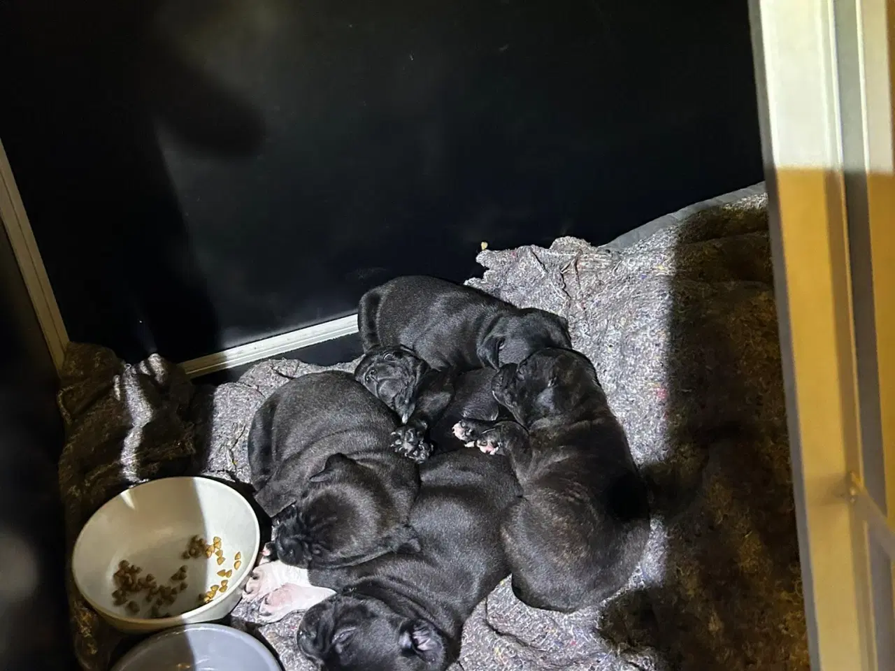 Billede 6 - Staffordshire Bull Terrier