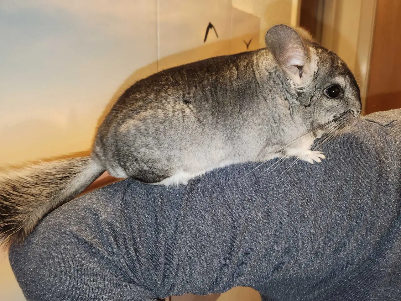 Billede 5 - Chinchilla-søskende