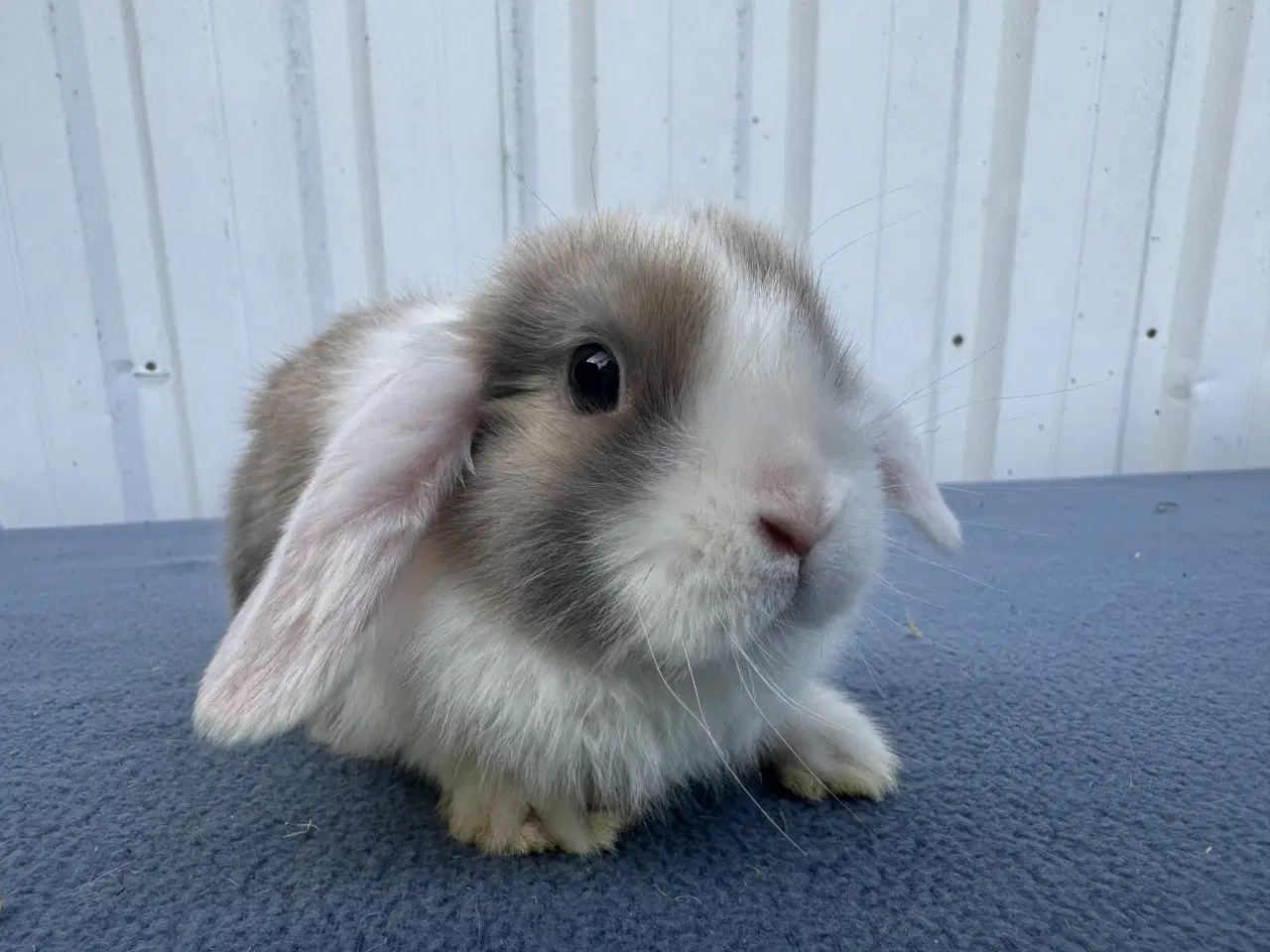 Billede 5 - Dværgvædder/Mini lop hunkanin