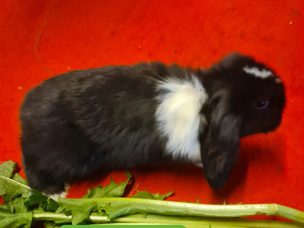 Billede 10 - Mini Lop Kaninunger 